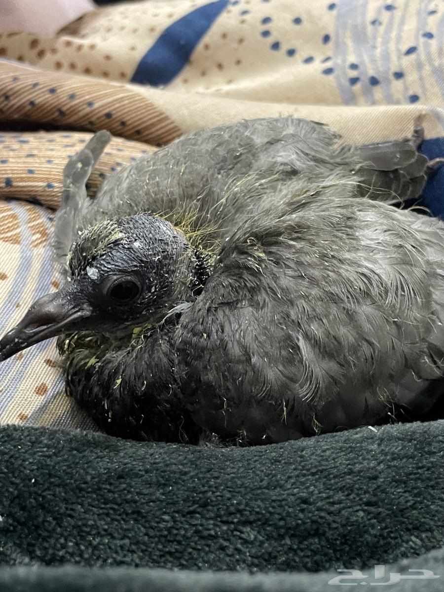 لتبني فرخ حمام64594259979779110