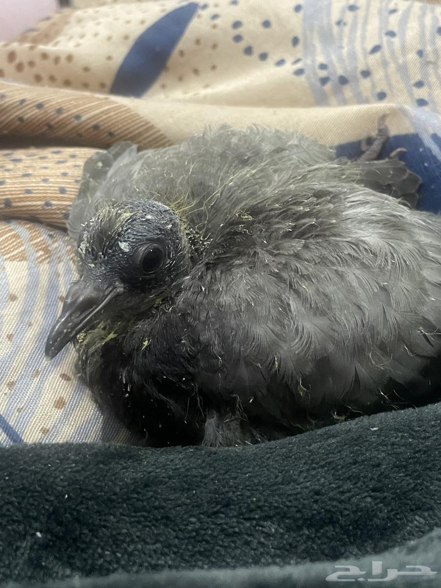 لتبني فرخ حمام64594259979779111