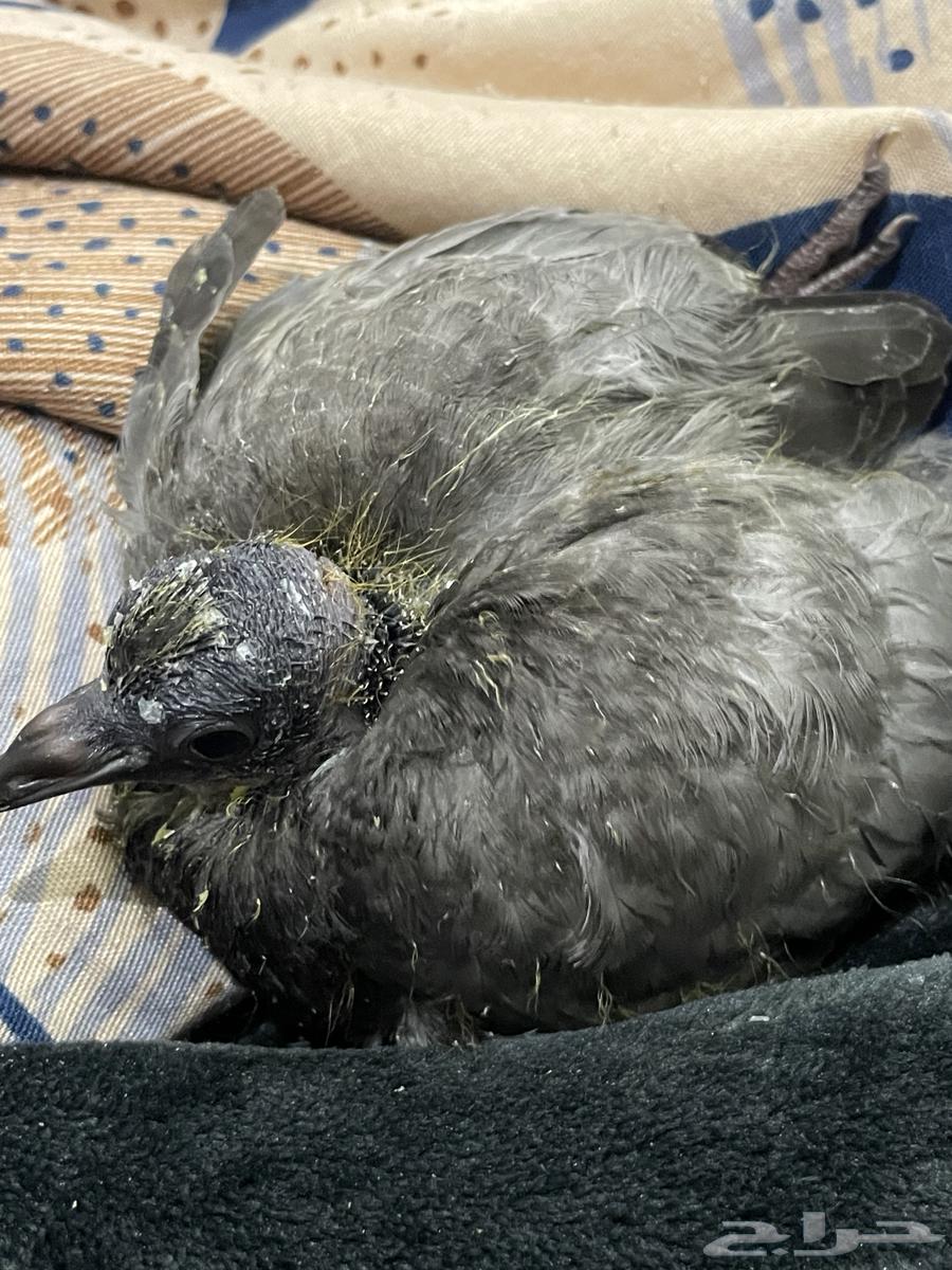 لتبني فرخ حمام64594259979779112