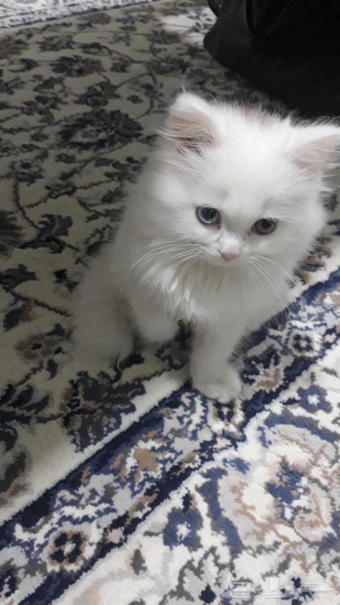 فندقة قطط والأرانب جدة64594053152001110