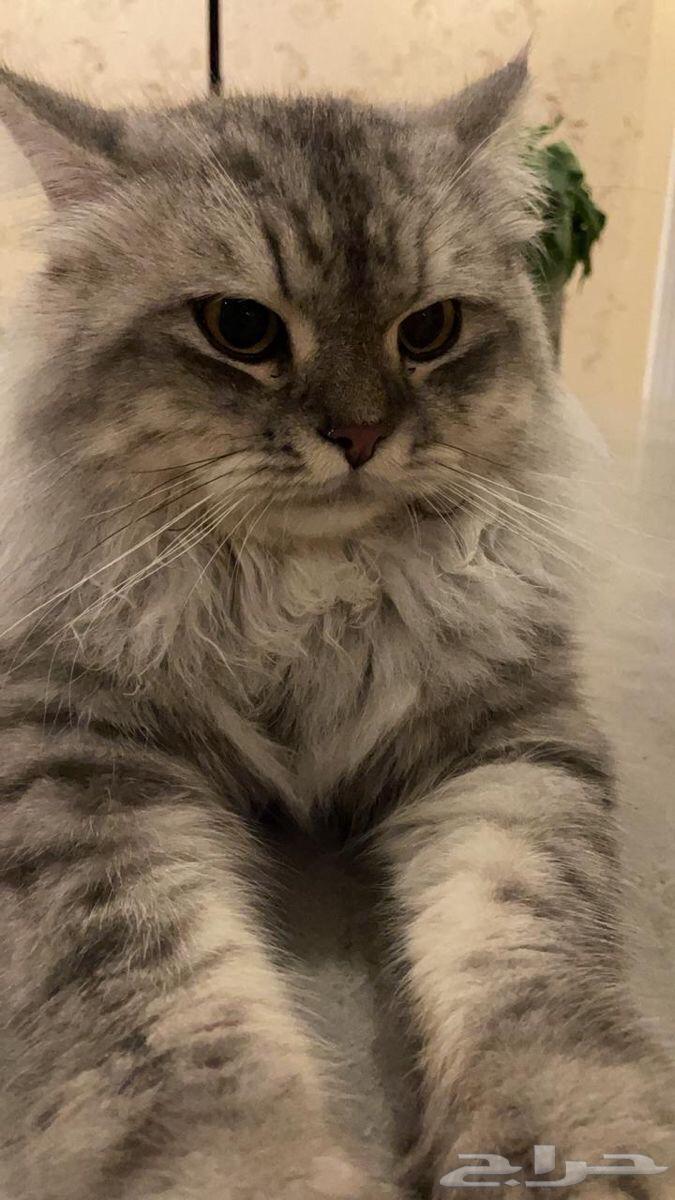 فندقة قطط والأرانب جدة64594053152001113