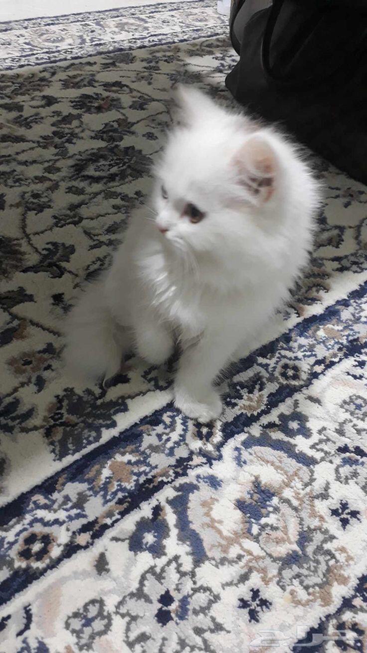 فندقة قطط والأرانب جدة64594053152001112