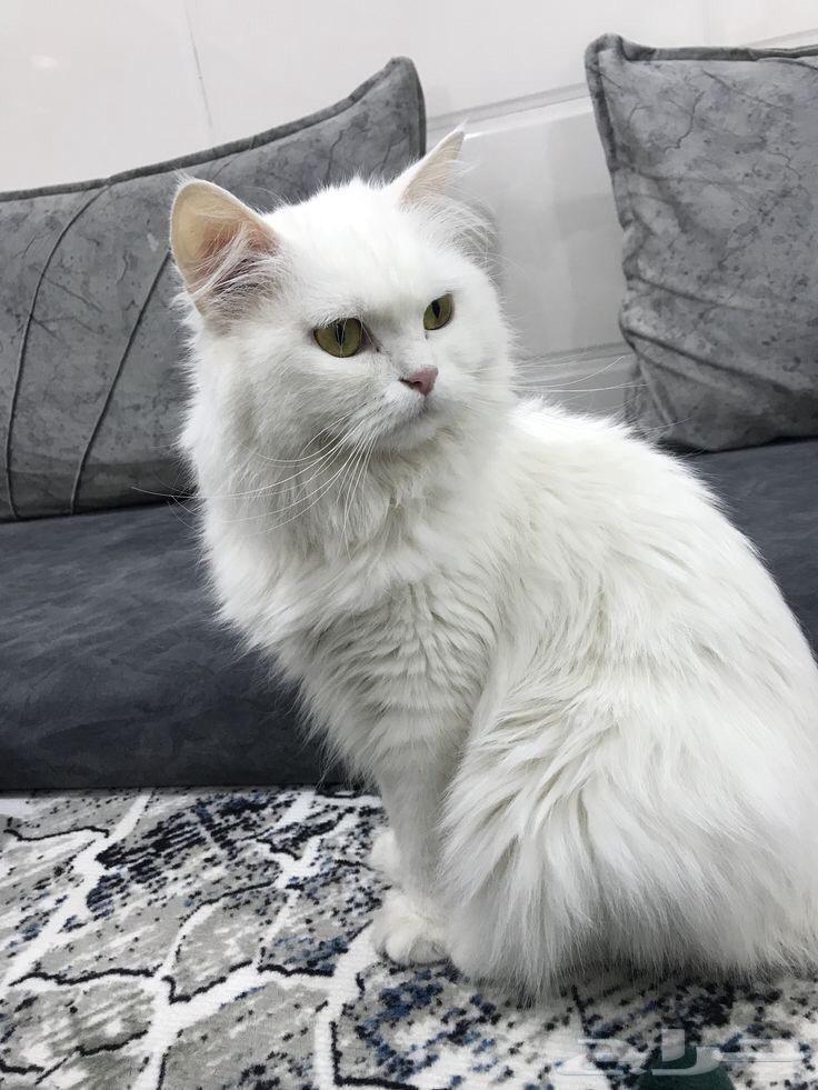 فندقة قطط والأرانب جدة64594053152001111