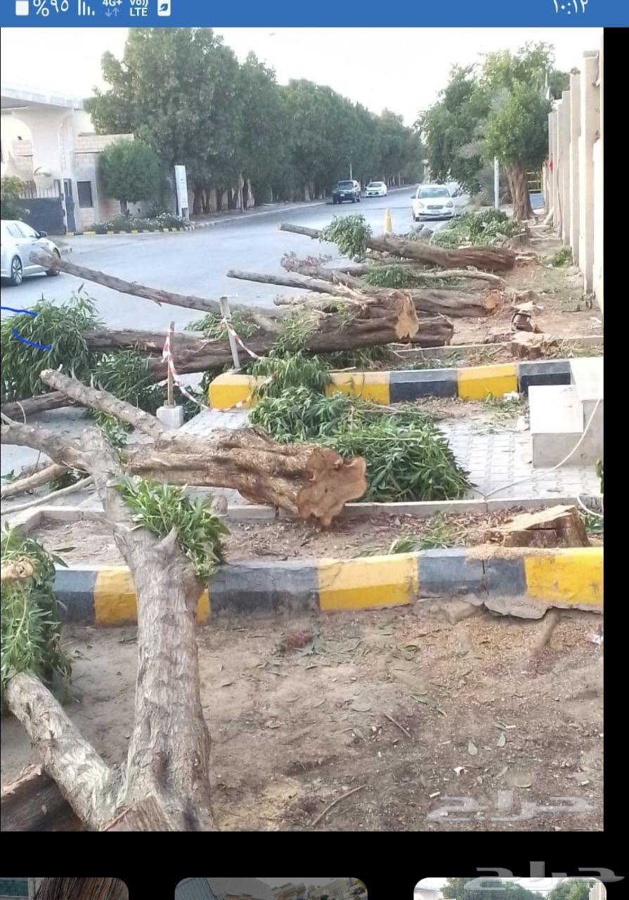 Palm tree excavation, palm tree planting, palm tree removal, tree cutting, tree removal, crane lifting, tree relocation64594196762498113
