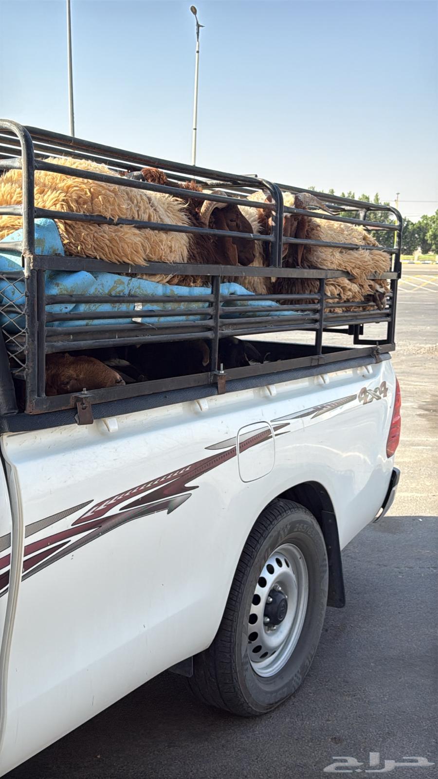 نقل حلال داخل المنطقه الشرقيه64606431324931110