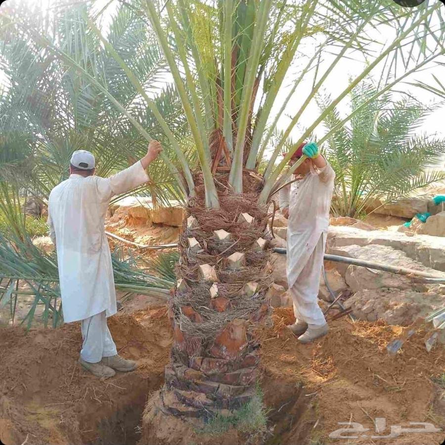 ازاله شجر أزاله نخل رافعه نقل نخل داخل الرياض وخارجها64625441629827114