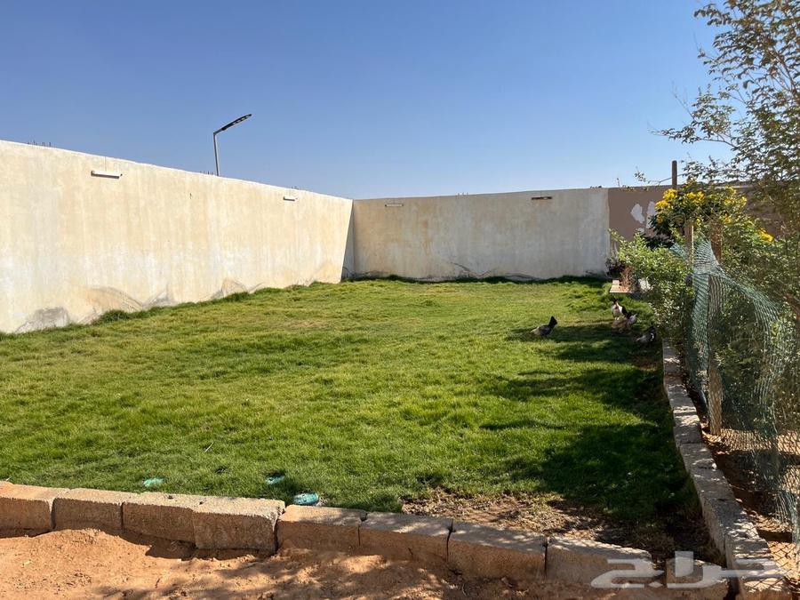 للتقبيل استراحه بحي عريض ب 13 الف سنوي64606275156483110