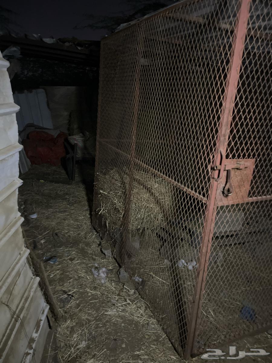 شبك للبيع64606445933313110