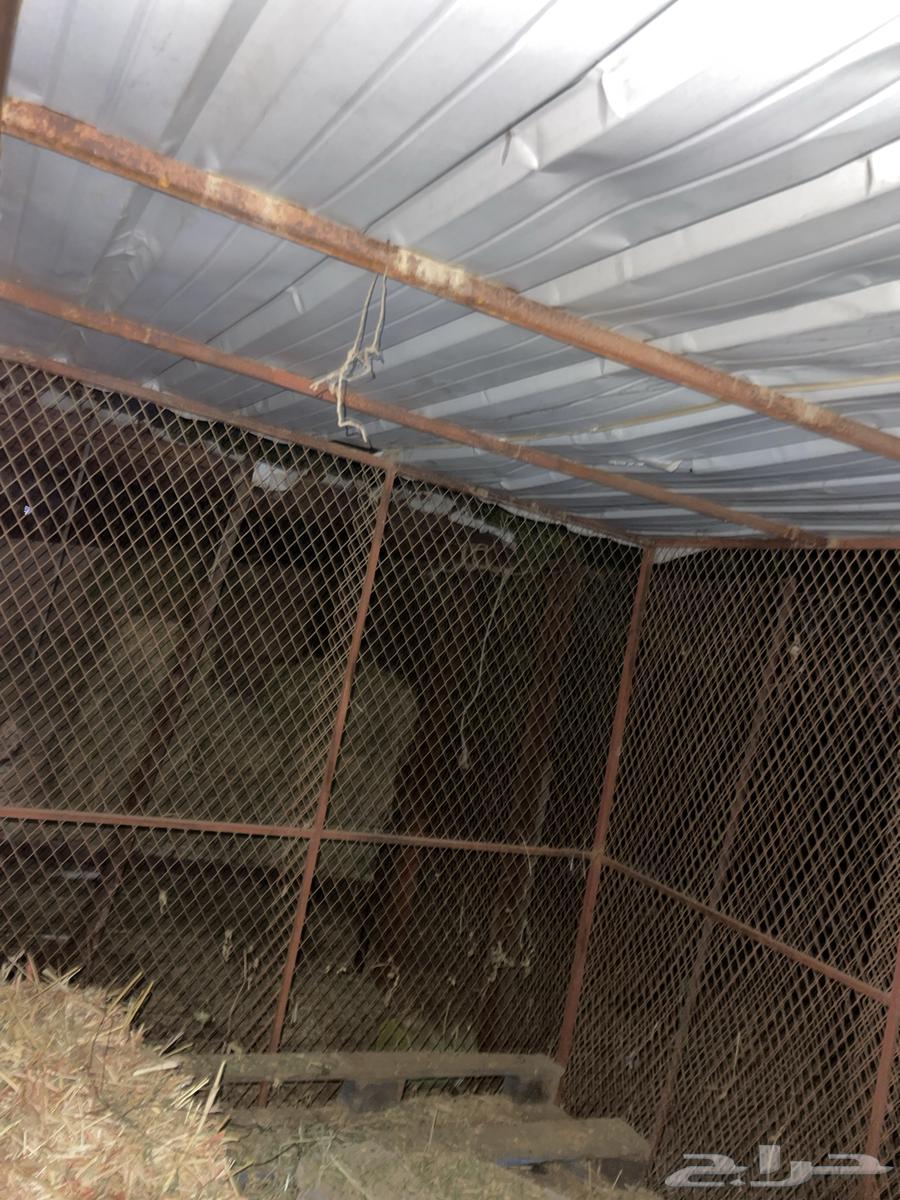 شبك للبيع64606445933313112