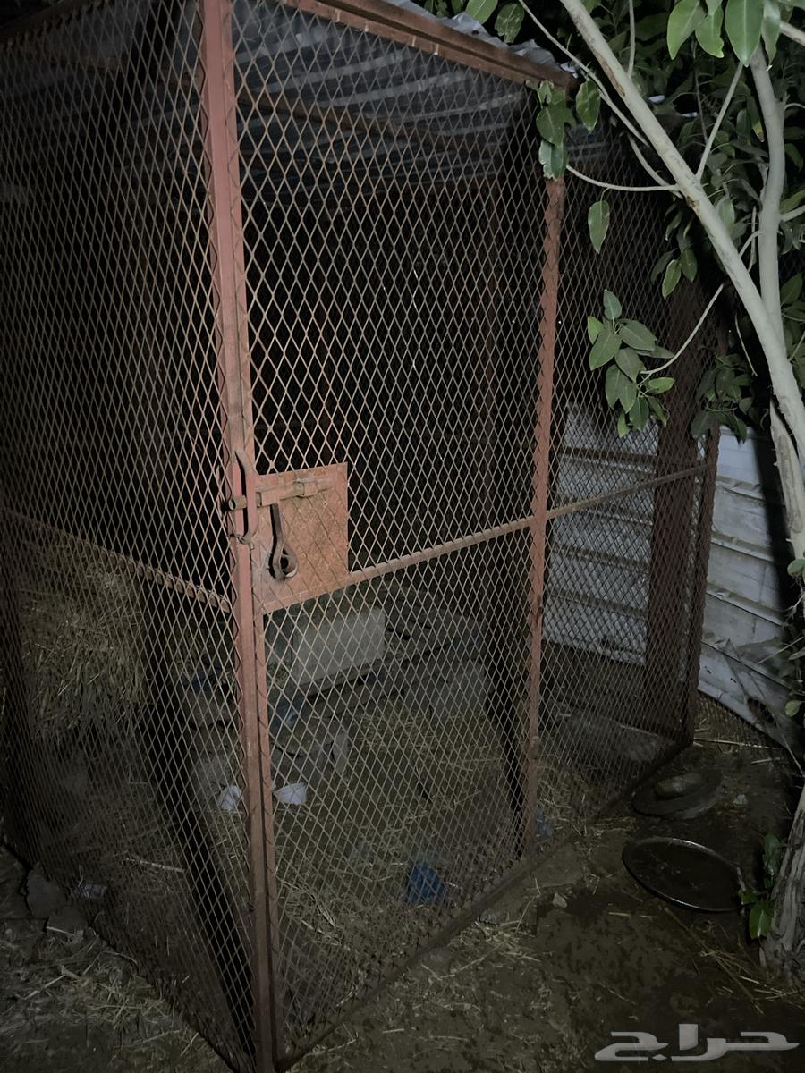 شبك للبيع64606445933313111