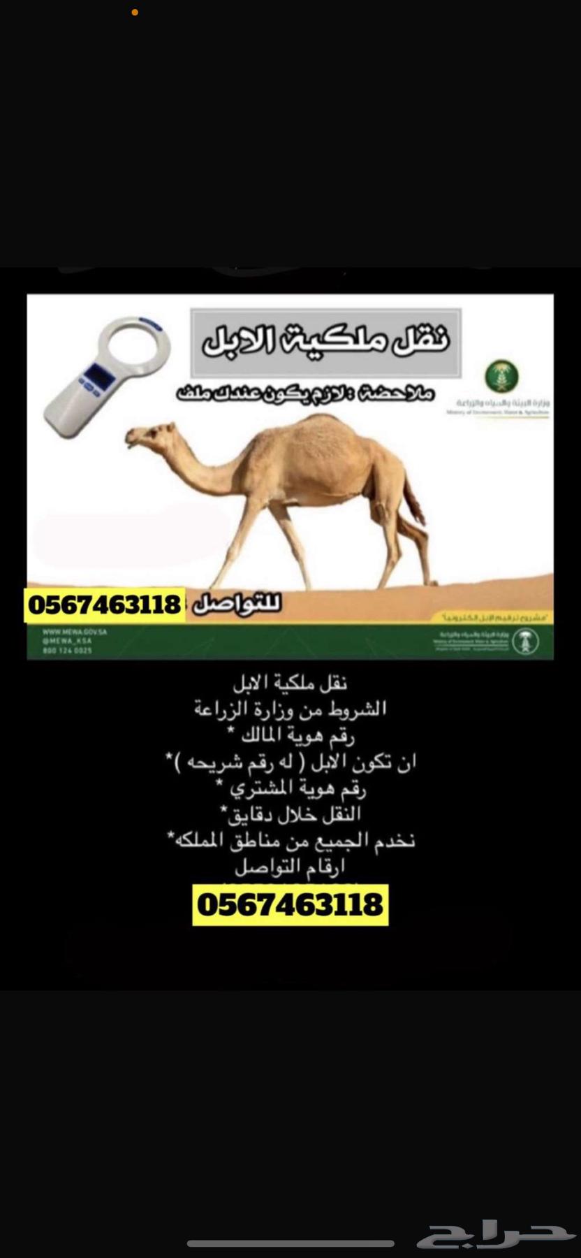 Immediate Camel Slices Transportation Across All Regions of the Kingdom64606417606785110