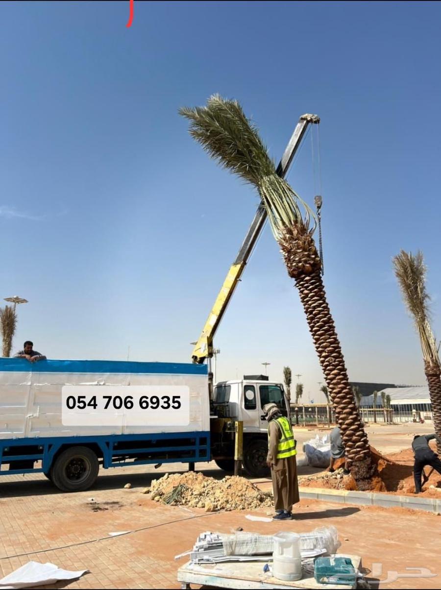 ازاله شجر أزاله نخل رافعه نقل نخل داخل الرياض وخارجها64625441629827110