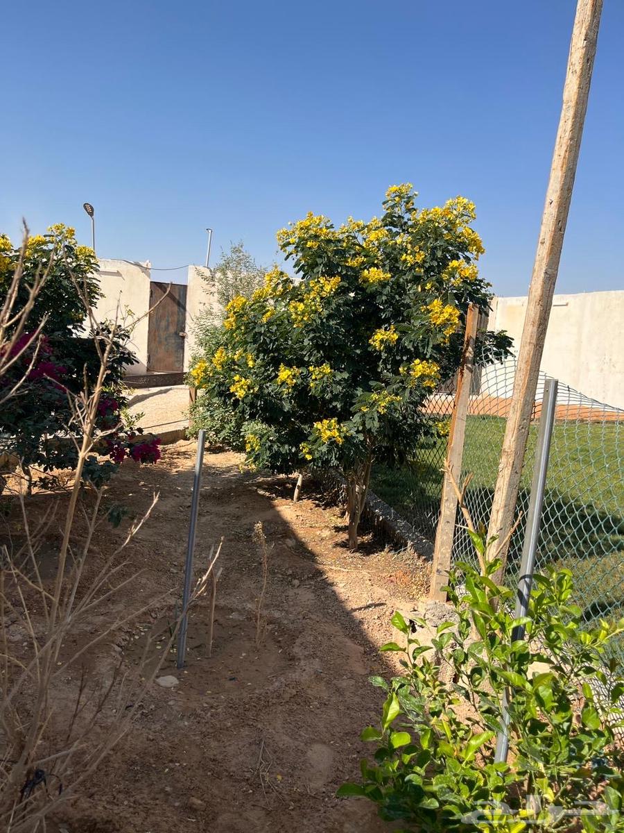 للتقبيل استراحه بحي عريض ب 13 الف سنوي64606275156483112