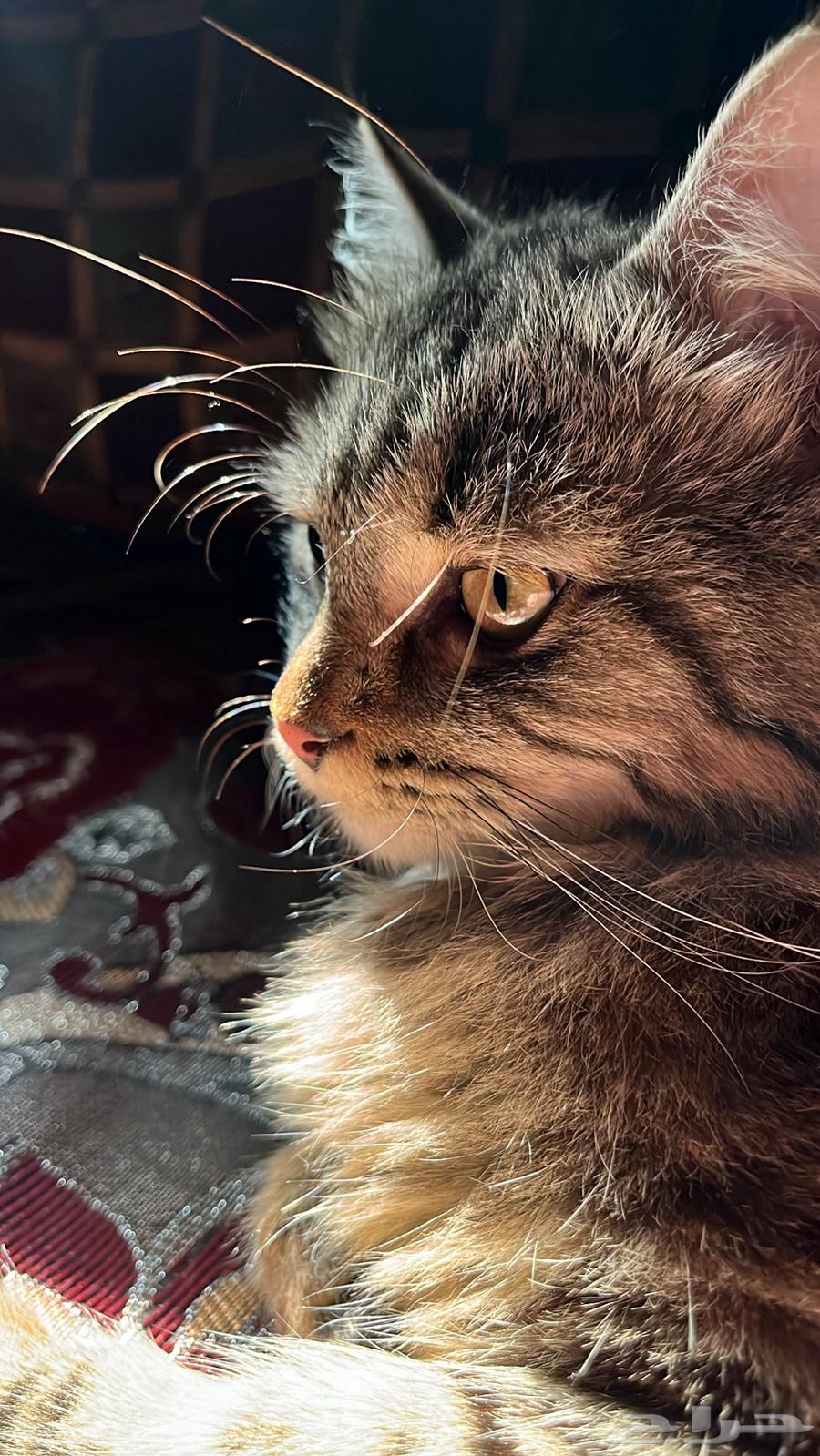 Cat Mating Request64619152907267114