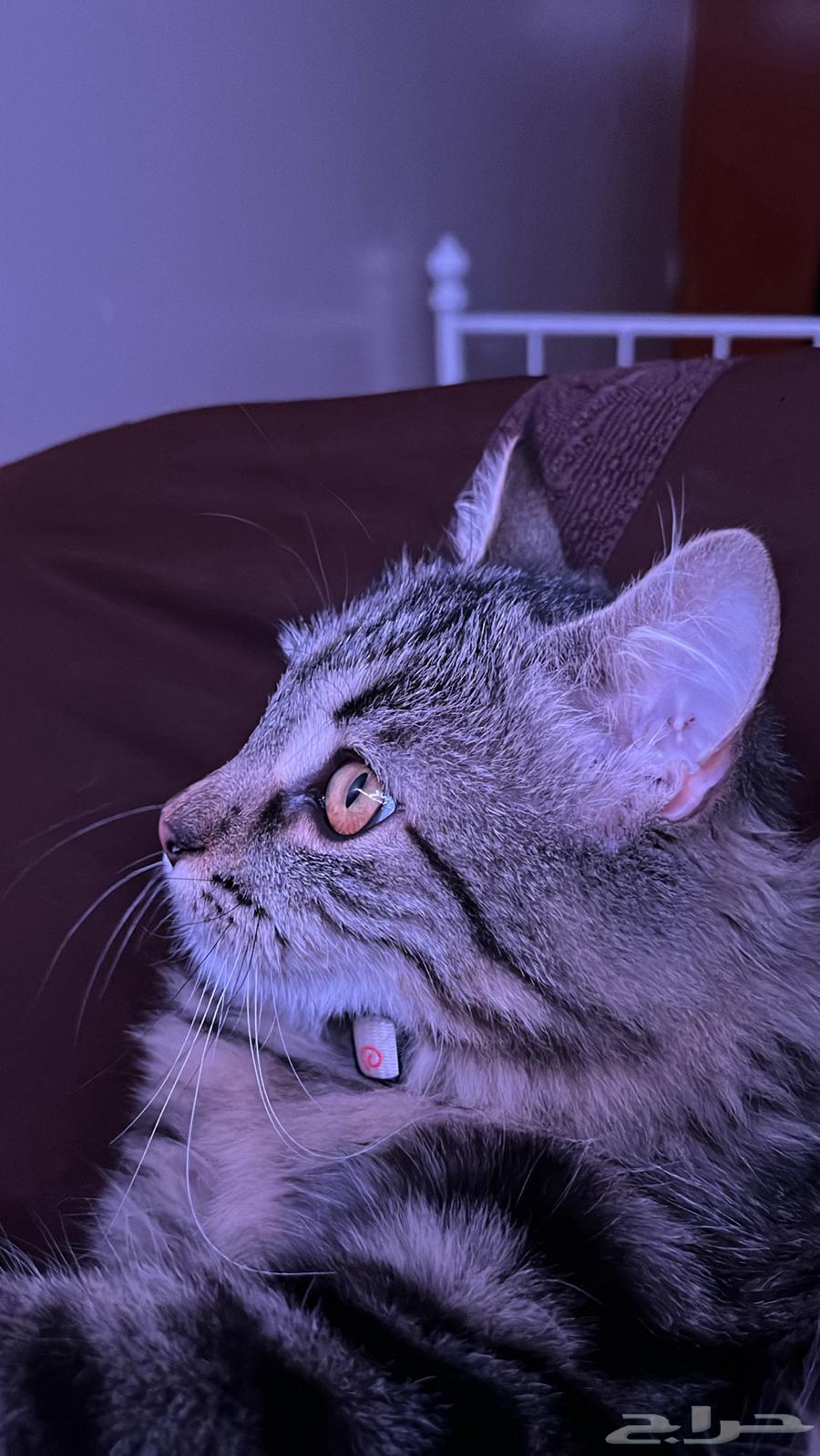 Cat Mating Request64619152907267112