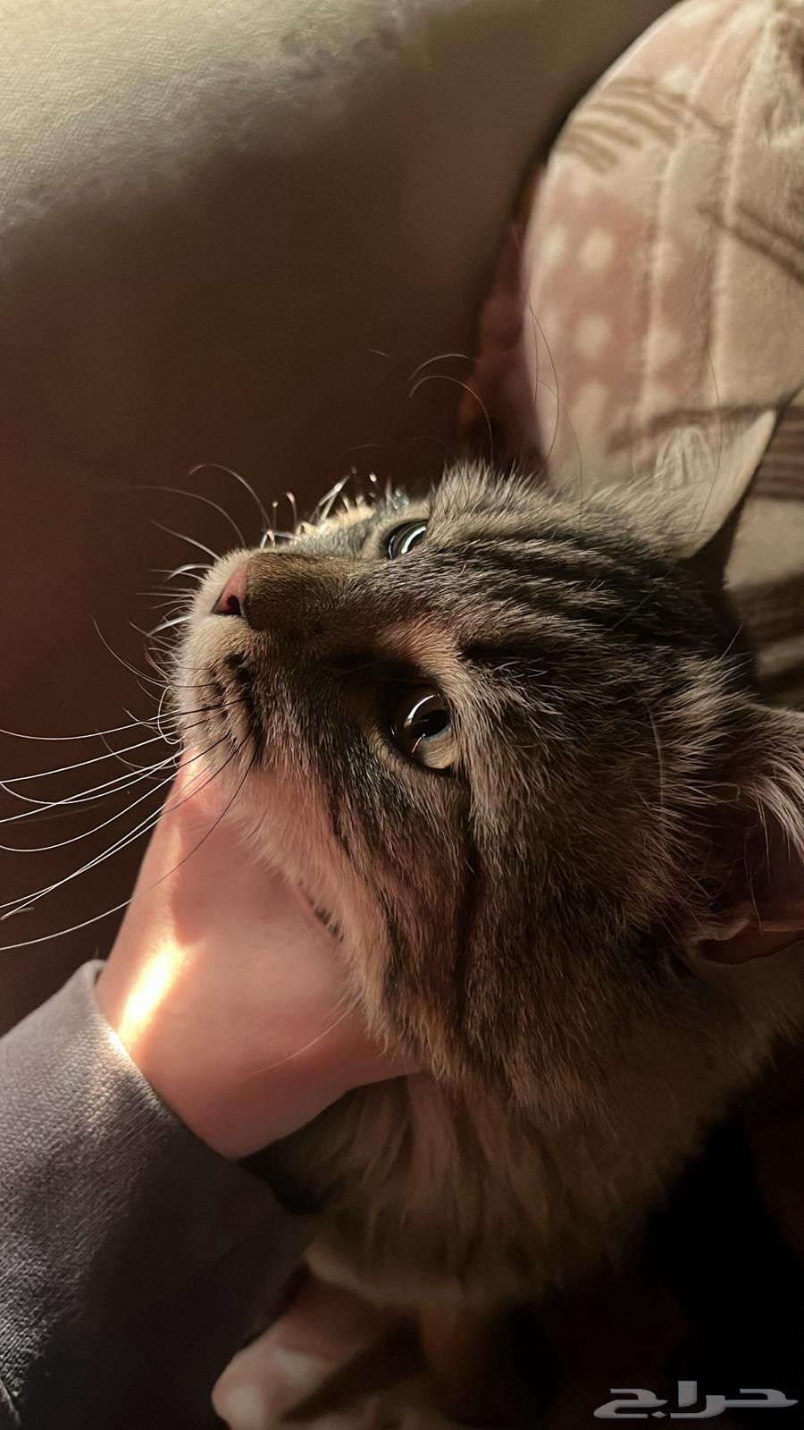 Cat Mating Request64619152907267113