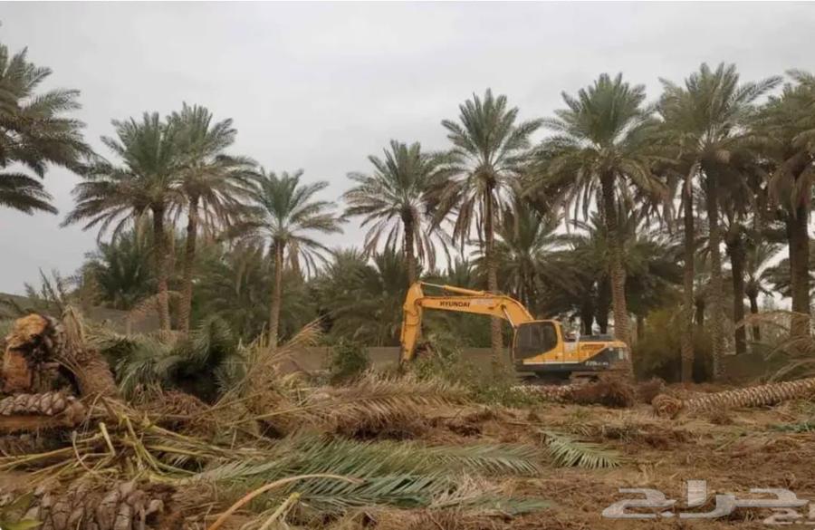 Palm Tree Transplanting Service: Palm Tree Relocation Within and Outside Riyadh64619095904770114
