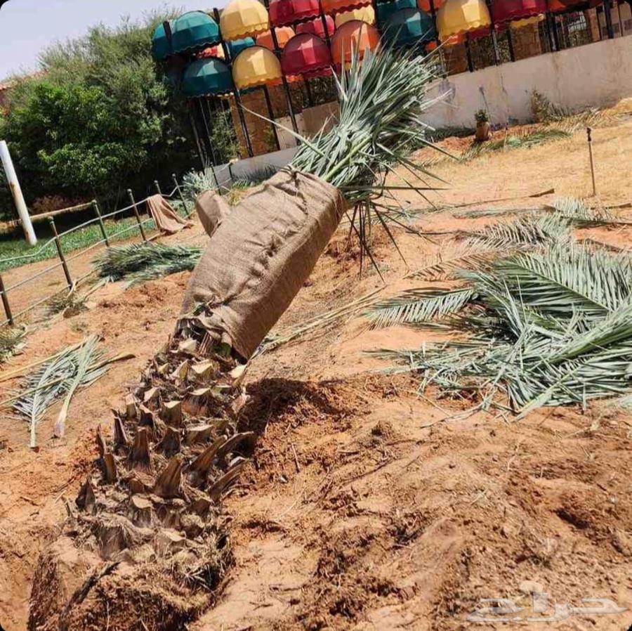 Palm Tree Transplanting Service: Palm Tree Relocation Within and Outside Riyadh64619095904770110