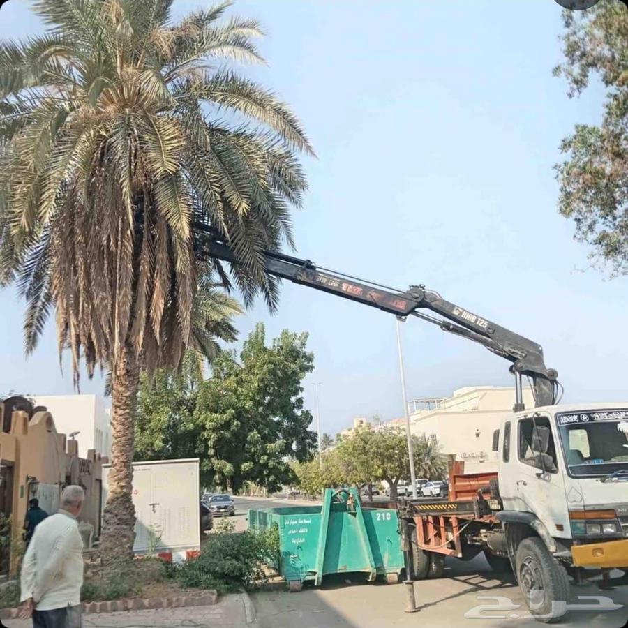 Palm Tree Transplanting Service: Palm Tree Relocation Within and Outside Riyadh64619095904770112
