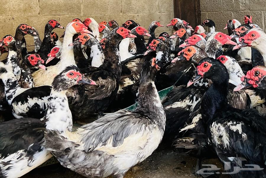 بط مسكوفي سوبر جامبو64613508650114110