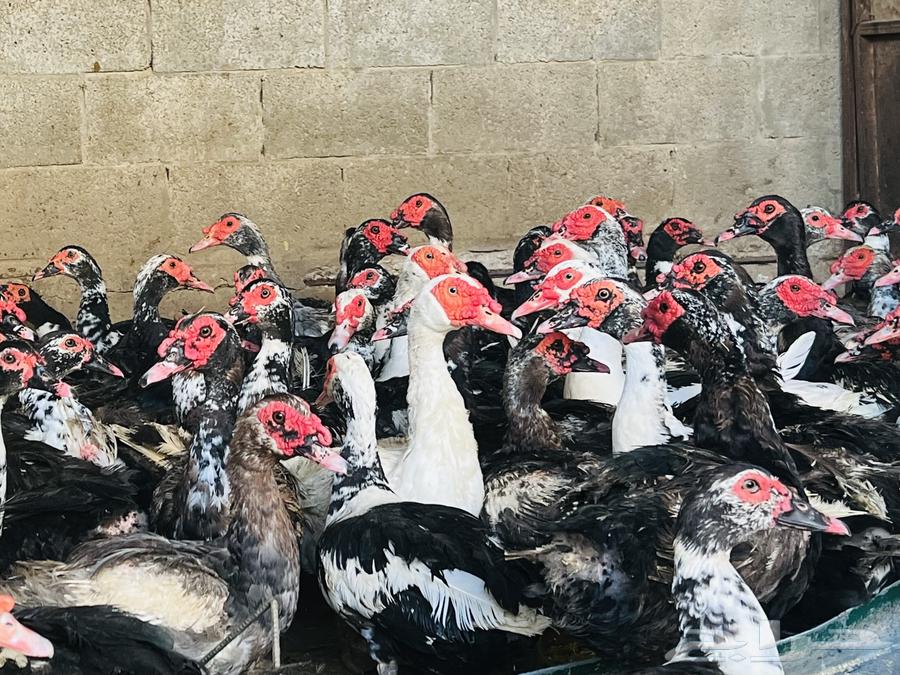 بط مسكوفي سوبر جامبو64613508650114111