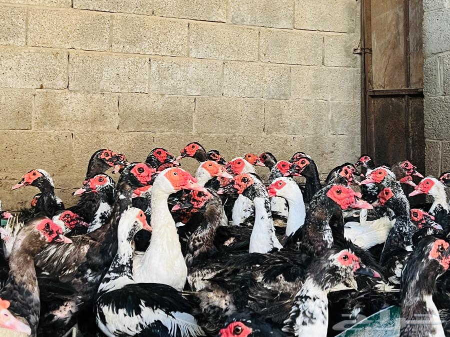 بط مسكوفي سوبر جامبو64613508650114112