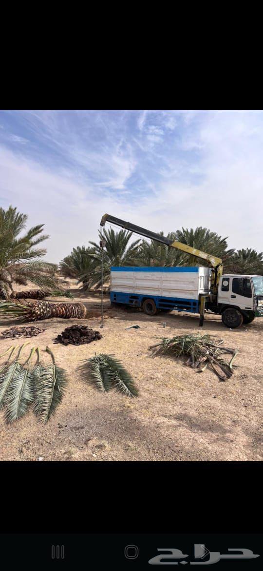 Palm Tree Transplanting Service: Palm Tree Relocation Within and Outside Riyadh64619095904770113