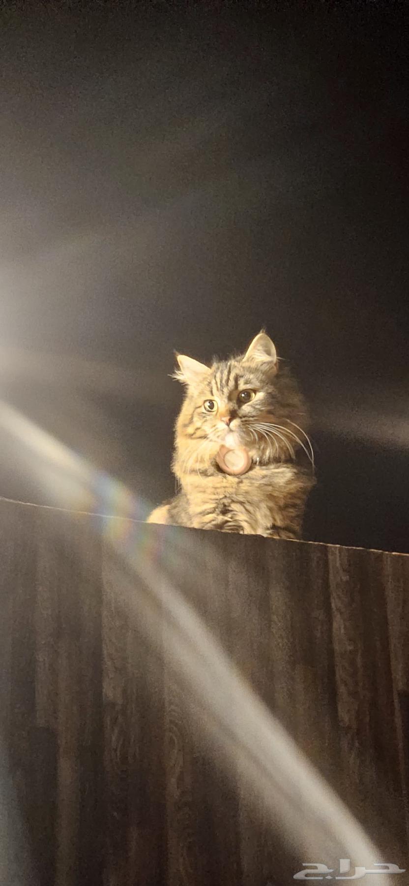 Cat Mating Request64619152907267110