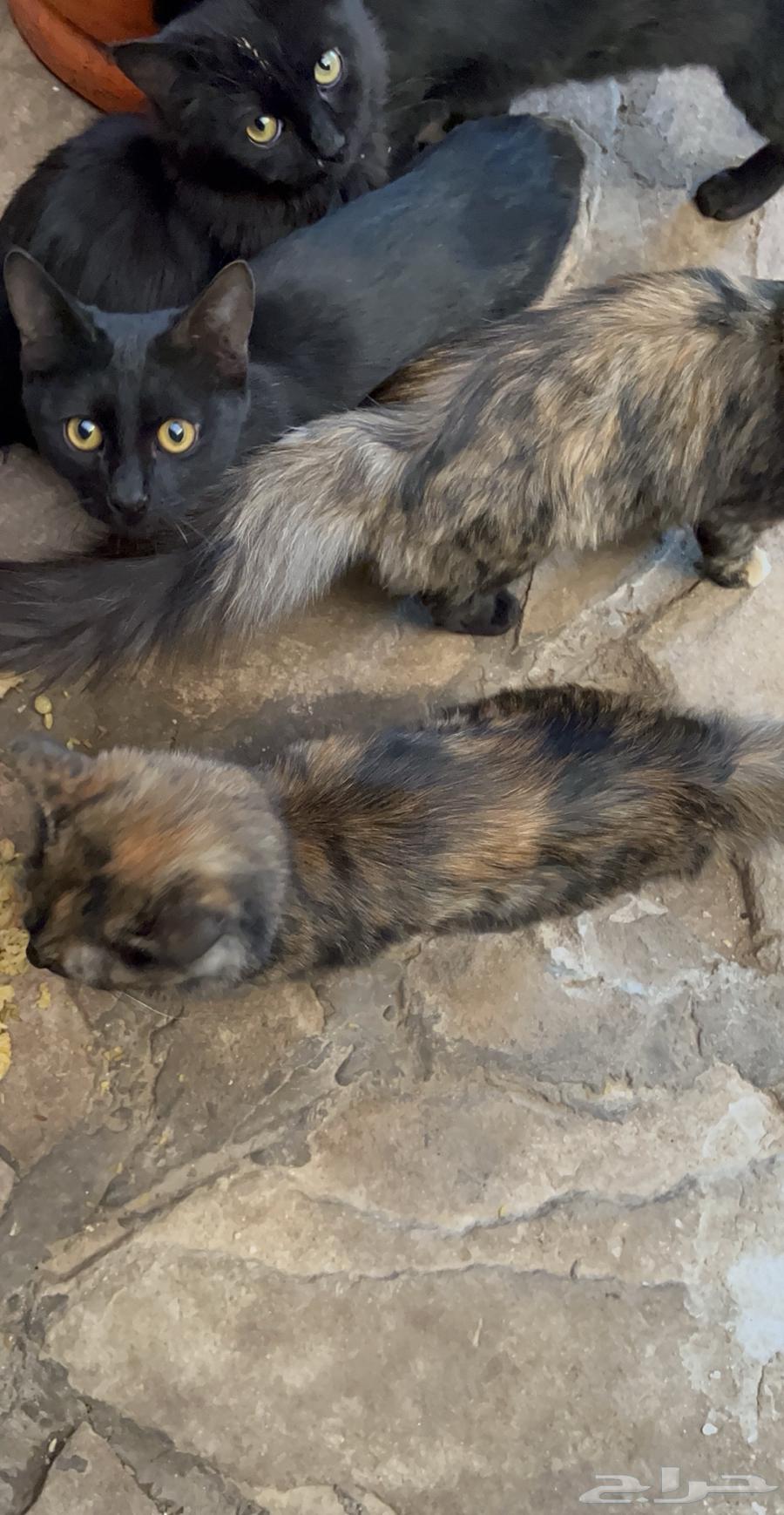 قطط للتبني64618889892226110