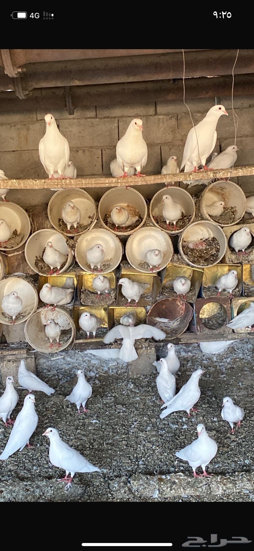 حمام فرنسي ابيض سوبر جامبو فاخر من الاخر64648848795907110