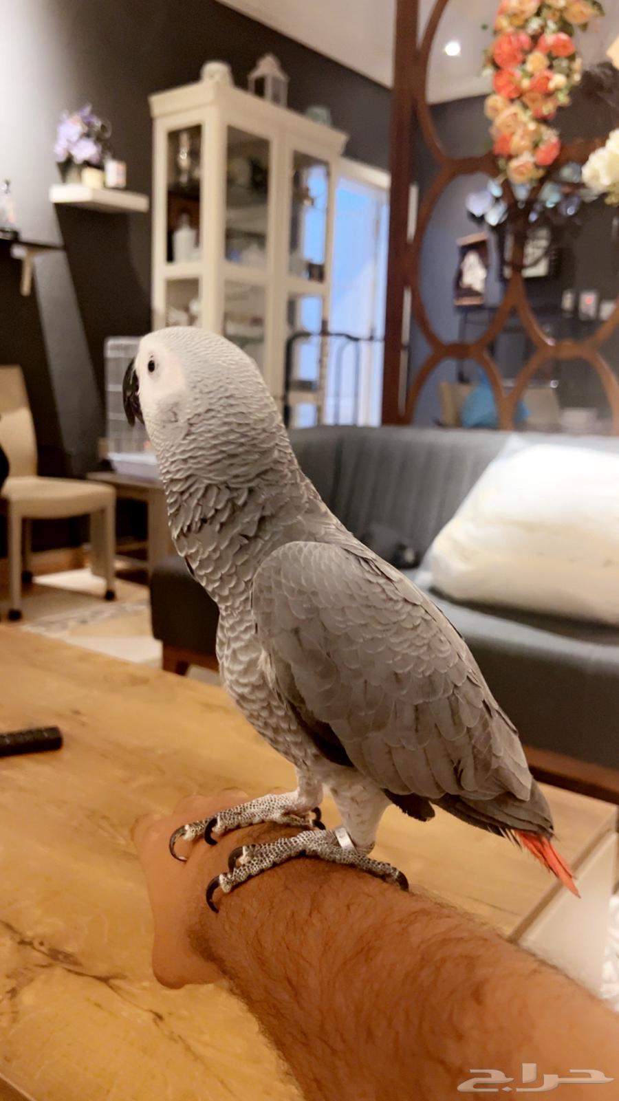 للبيع كاسكو سوبر جامبو64662299338627112