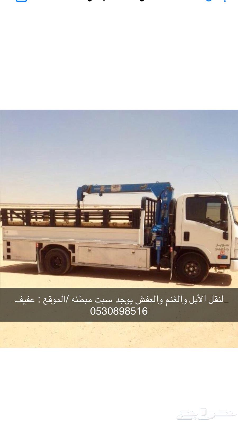 Dina Camel and Sheep Transportation and Household Goods Relocation in Afif and Its Surroundings64662329193347110