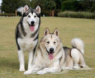 توصيل حيوانات64669174909187110