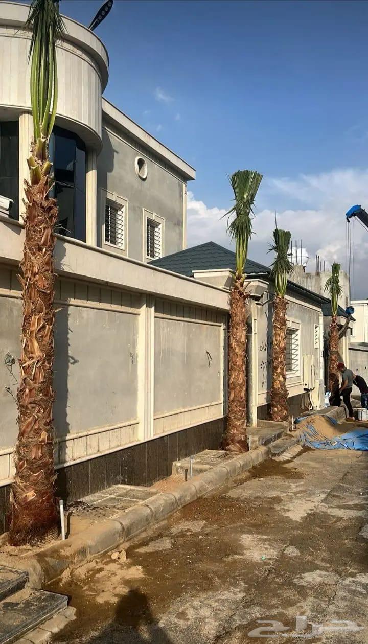 نخل واشنطن زينة امريكي للبيع جميع المقاسات64662160931713113