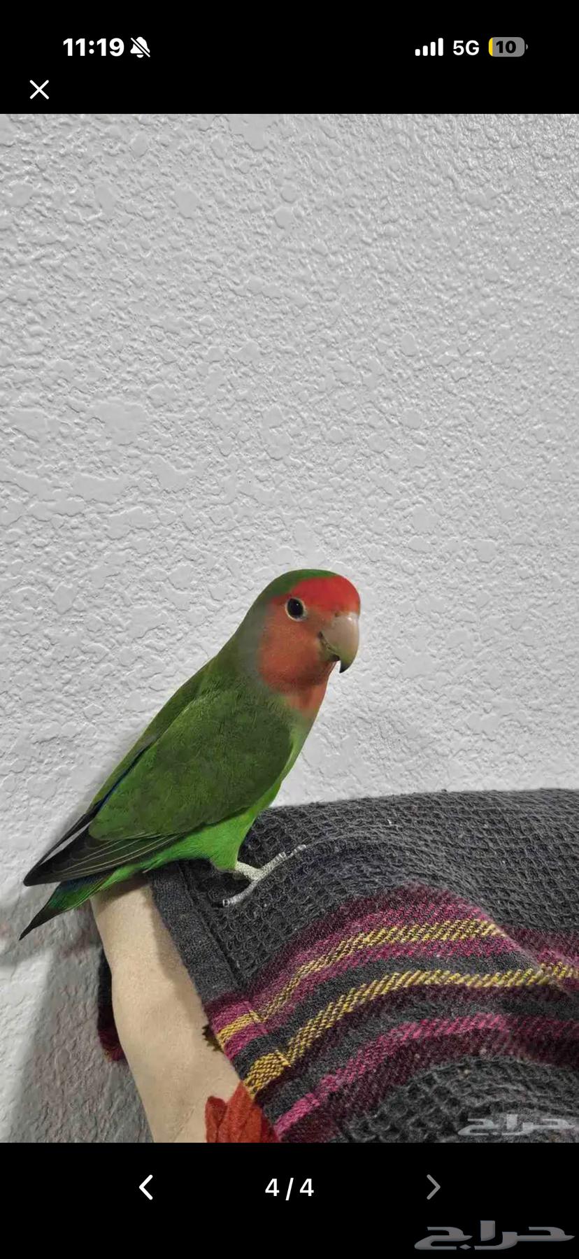 Missing Bird64662249273217110