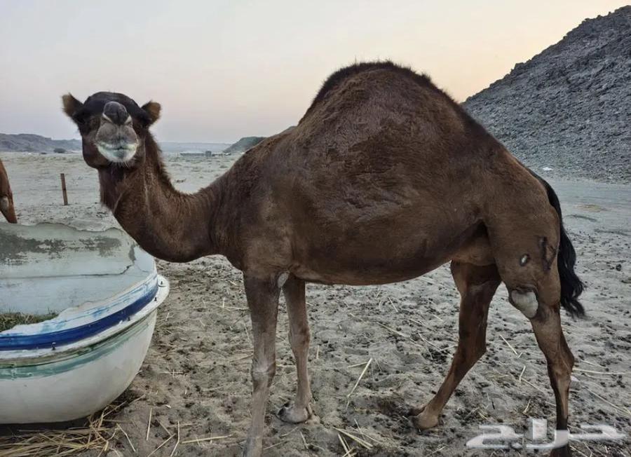 مطلوب خلفه64662131080194110