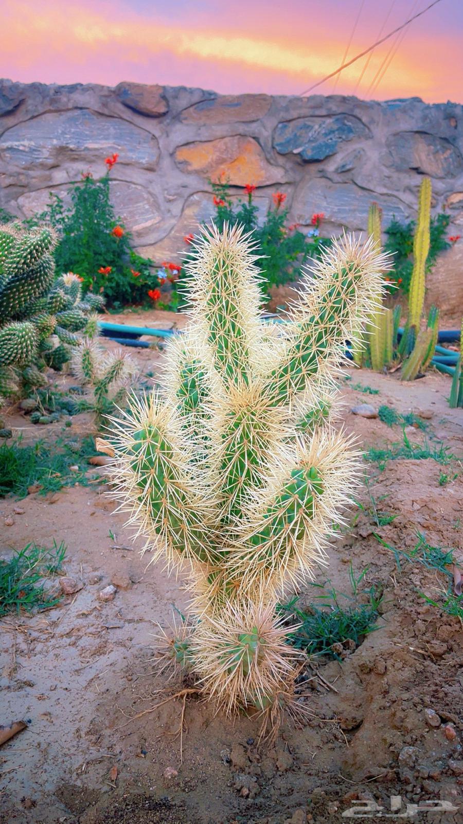 Garden Planting and Landscaping in Khamis Mushait, Abha, and Their Surroundings64675305704961110