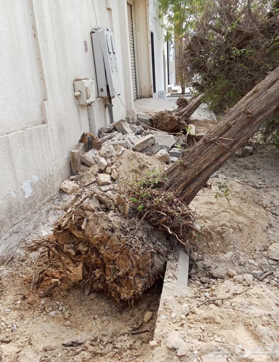 Tree Trimming, Palm Tree Removal, Landscape Design64594117782785113