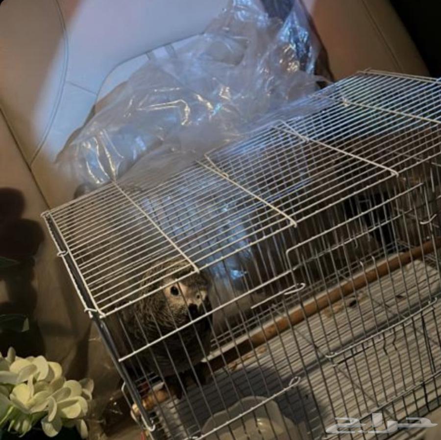 توصيل حيوانات اليفه64589728067457111