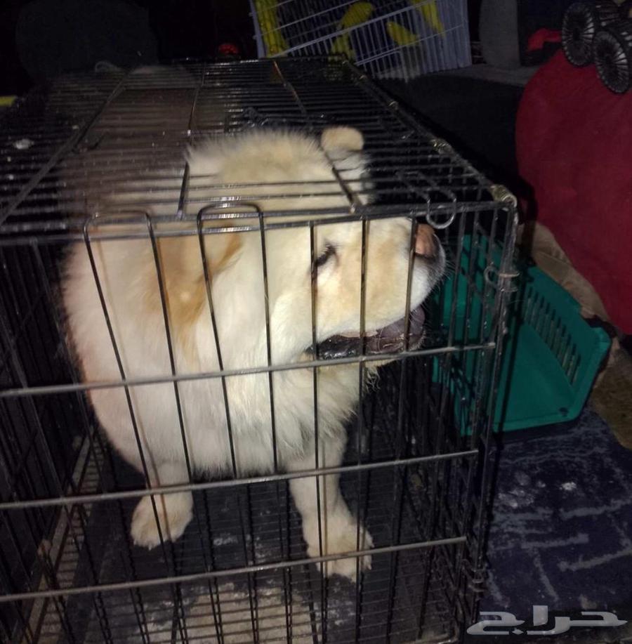 توصيل حيوانات اليفه64589727893251110