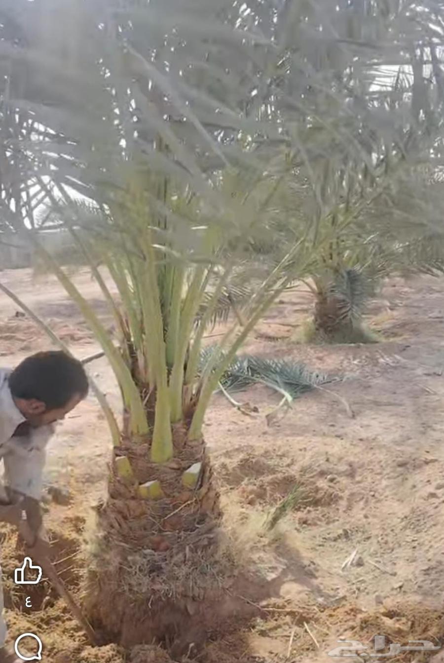 جميع اعمال الحدادة والزراعة64594261456513113