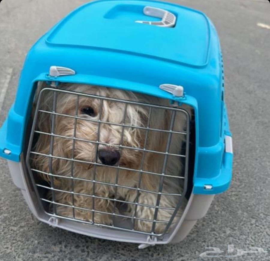 توصيل حيوانات اليفه64589728067457112