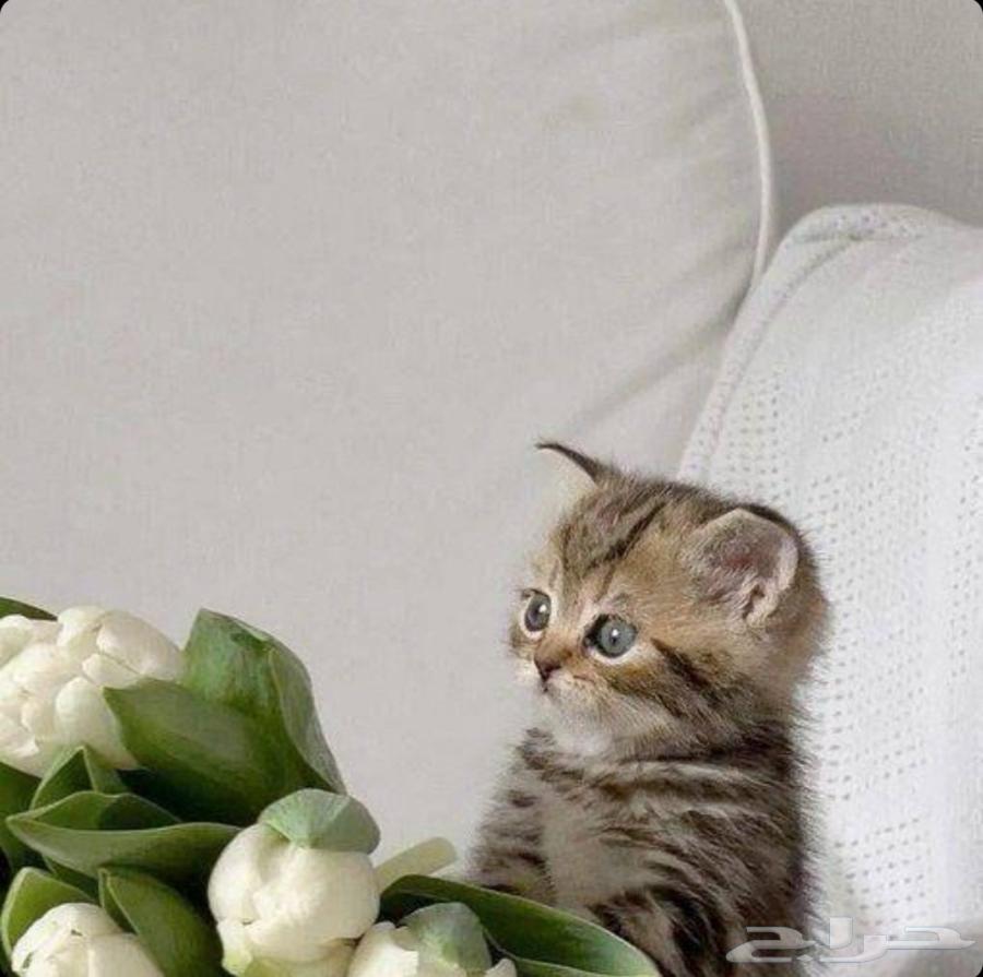 توصيل حيوانات اليفه64589727893251113