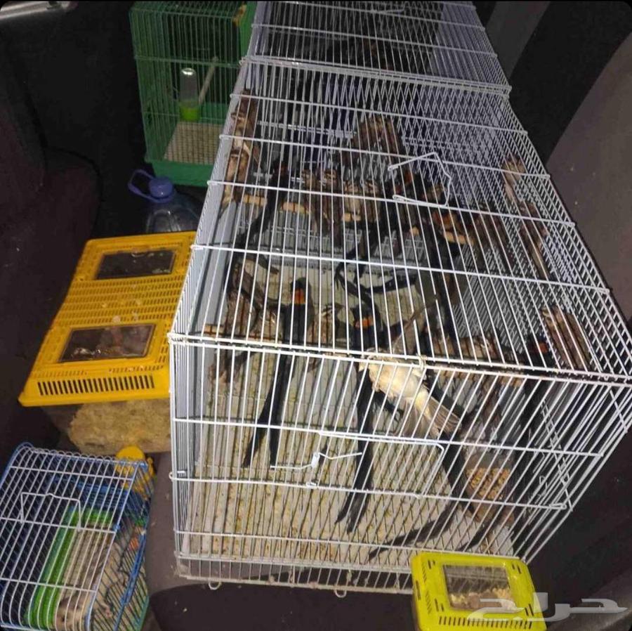 توصيل حيوانات اليفه64589727893251111