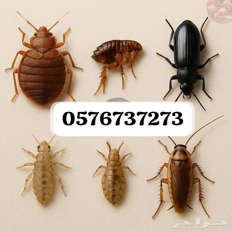Insect Control, Pest Spraying, Cleaning, Steam Book Cleaning, Carpet Washing64606304075650110