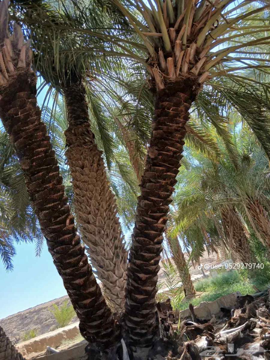 نحن نقوم بتزين انخيل جميع اعمال انخيل64594147912450110