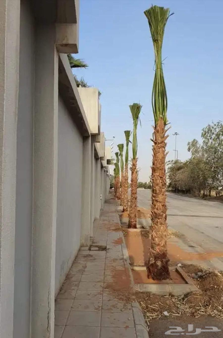 زراعه نخيل واشنطني64594195820803113