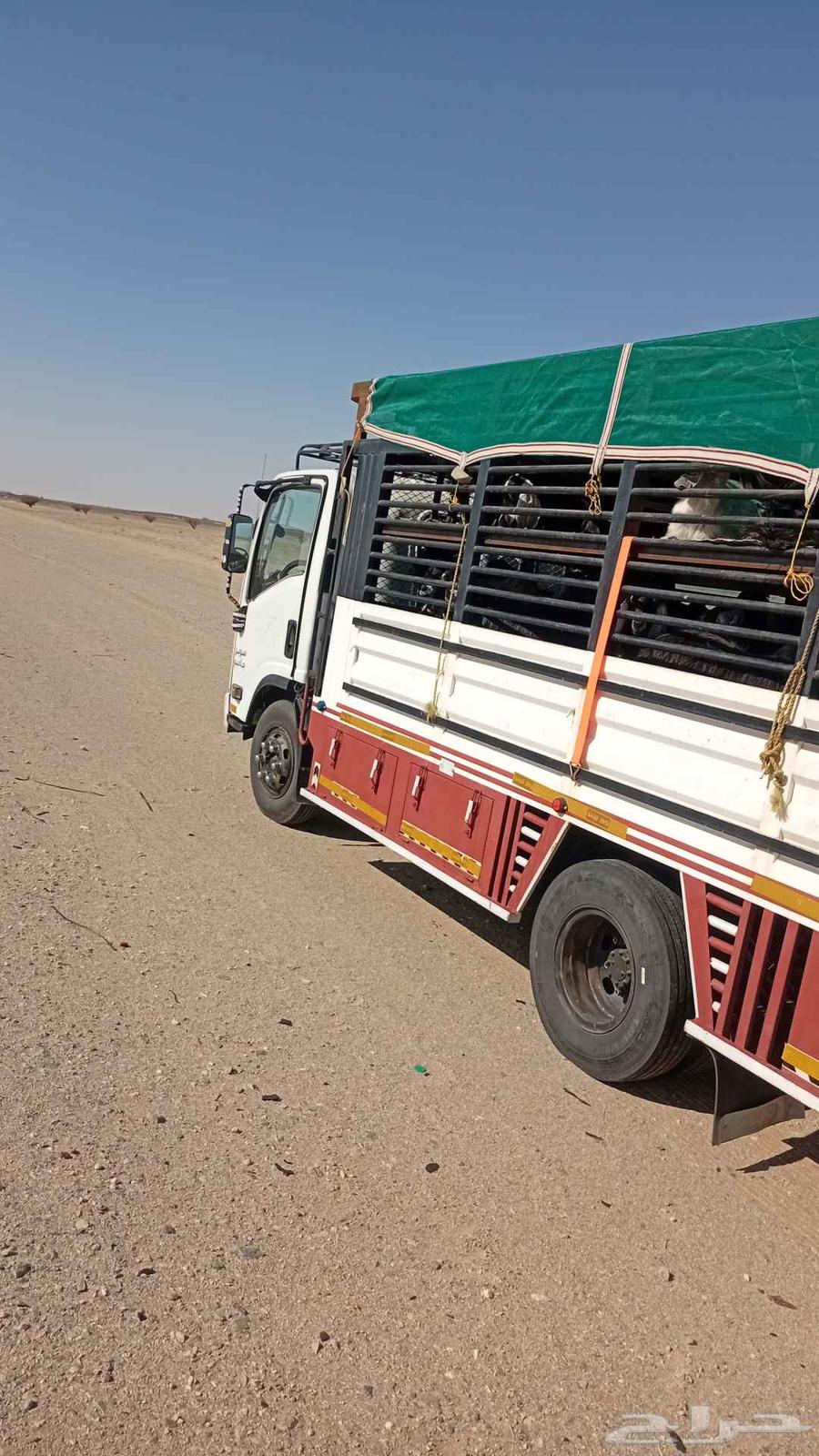 دينا طابق للنقل الحلال والمشاوير داخل المدينة وخارجها خيبر ت64594085175169110