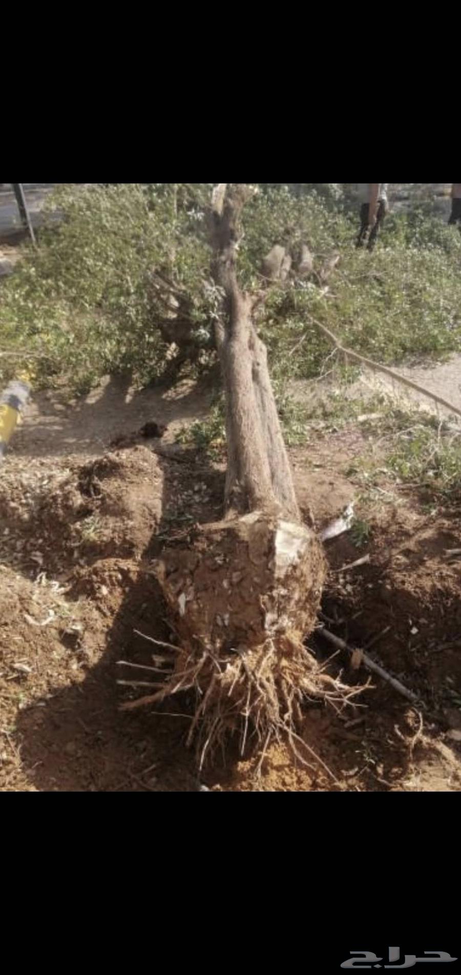 Tree Trimming, Palm Tree Removal, Landscape Design64594117782785112