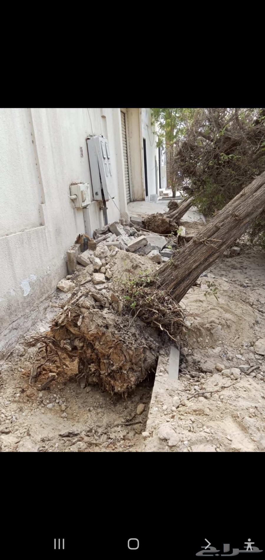 Tree Trimming, Palm Tree Removal, Landscape Design64594117782785111